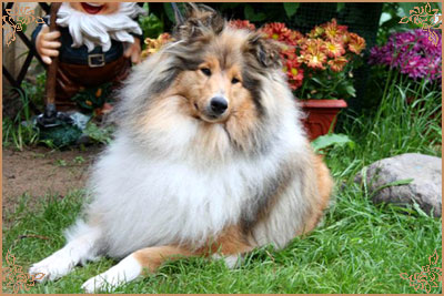 Jashika Musical Magic