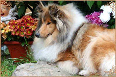 Jashika Musical Magic