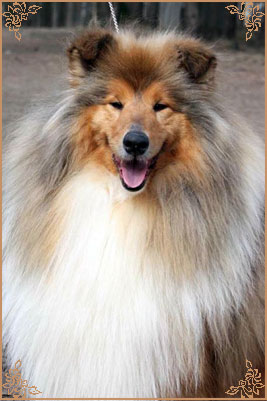 Jashika Musical Magic