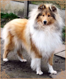 Jashika Musical Magic