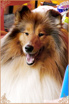 Jashika Musical Magic