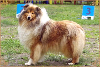 Jashika Musical Magic