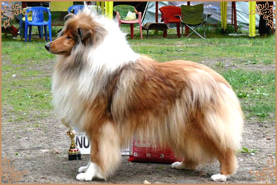 Jashika Musical Magic