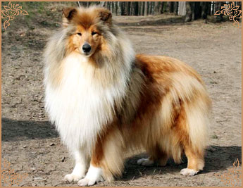 Jashika Musical Magic