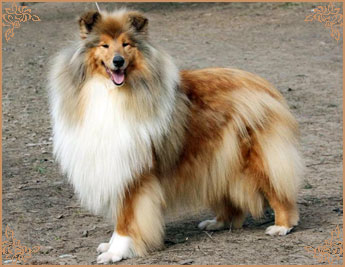 Jashika Musical Magic