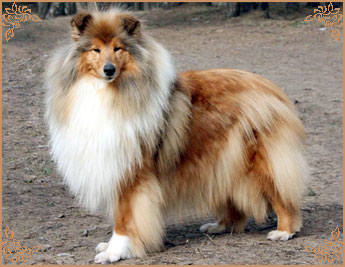 Jashika Musical Magic