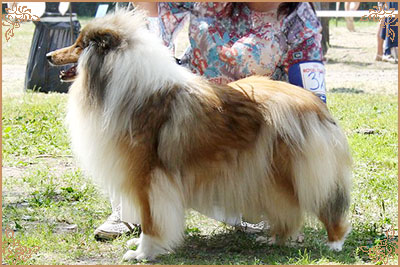 Jashika Musical Magic