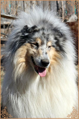 Jashika Puff Of Smoke