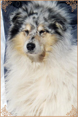 Jashika Puff Of Smoke