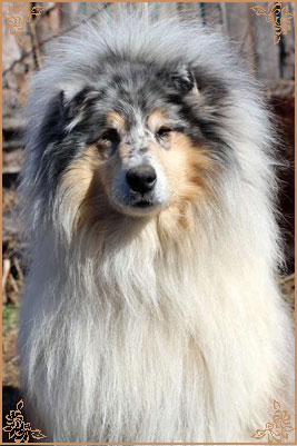 Jashika Puff Of Smoke