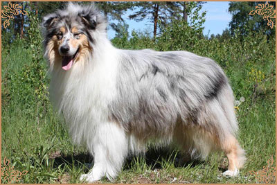 Jashika Puff Of Smoke