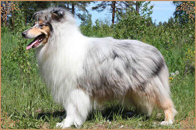 Jashika Puff Of Smoke