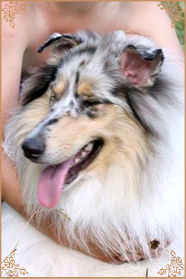 Jashika Puff Of Smoke