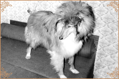 Jerry Gold Hanacka Perla