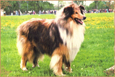 Jerry Gold Hanacka Perla