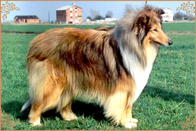 Jerry Gold Hanacka Perla