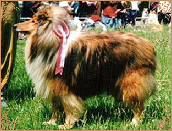 Jerry Gold Hanacka Perla