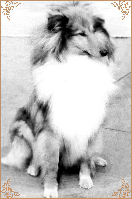 Jerry Gold Hanacka Perla