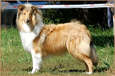 Julian`s Mist Night Star