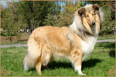 Julian`s Mist Night Star