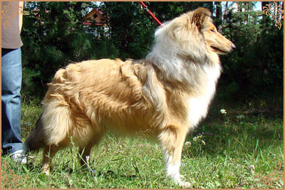 Julian`s Mist Night Star