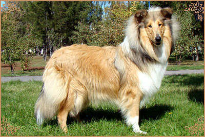 Julian`s Mist Night Star