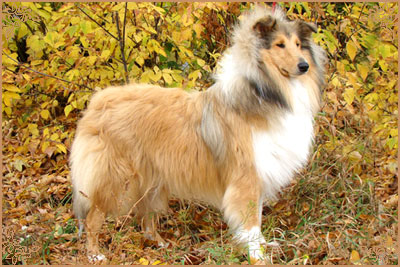 Julian`s Mist Night Star