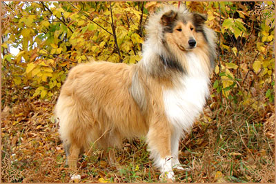 Julian`s Mist Night Star