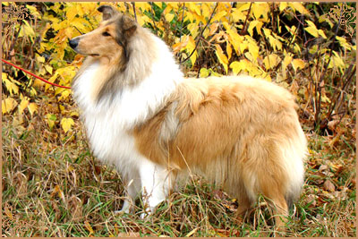 Julian`s Mist Night Star