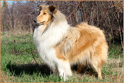 Julian`s Mist Night Star