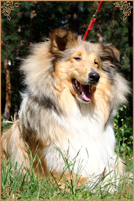 Julian`s Mist Night Star