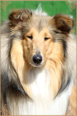 Julian`s Mist Night Star