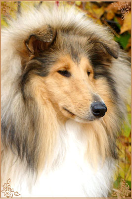 Julian`s Mist Night Star