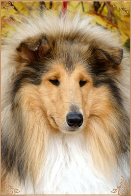 Julian`s Mist Night Star