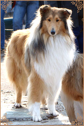 Julian`s Mist Night Star