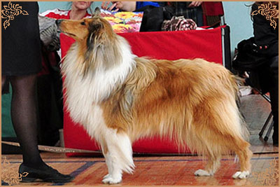 Julian`s Mist Night Star