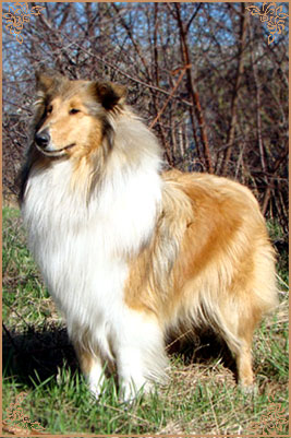 Julian`s Mist Night Star