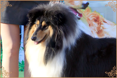 Julian`s Mist Rapid Fire