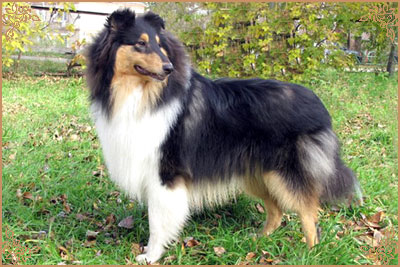 Kaleido Star Aragon The Black Lord