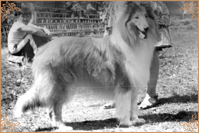 Kiss Gold Hanacka Perla