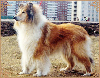 Kiss Gold Hanacka Perla