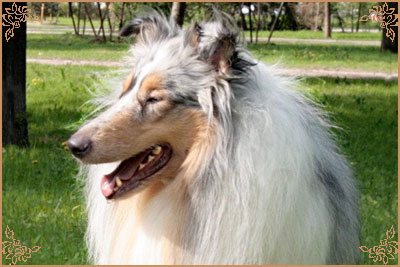 Klassicblu di Cambiano