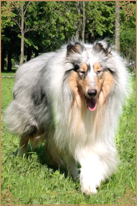 Klassicblu di Cambiano