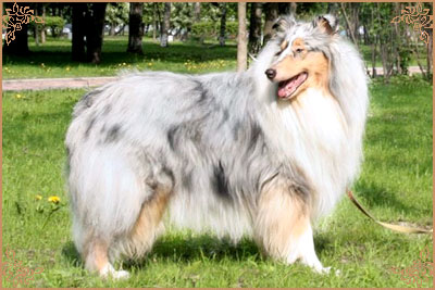 Klassicblu di Cambiano