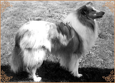 Aberhill Million Dollar Man of Shepmor