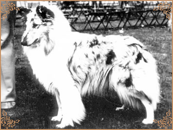 Acorus Blue Grass of Rokeby