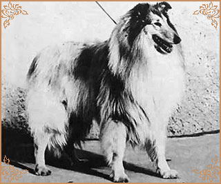 Amigo Tatranska Romanca