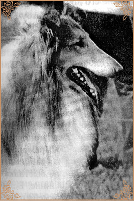 Амикус Спаркс Сайбириа, Amikus Sparks Siberia