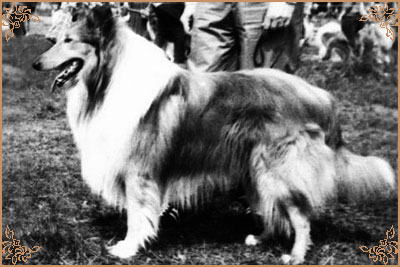 Амикус Спаркс Сайбириа, Amikus Sparks Siberia