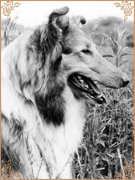 Anmut von der Rexer Mark